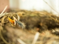 baby birds-1