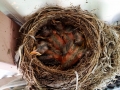 baby birds-11