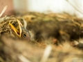 baby birds-2