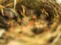 baby birds-5