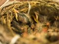 baby birds-7