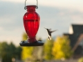 hummingbird-2