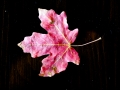 leaf-2