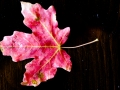 leaf-5