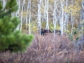 moose-5