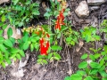 trees and red flowers-1