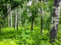 trees and red flowers-6