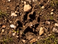 Paw Print-4