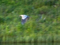 pelican-4