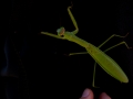 praying-mantis-10