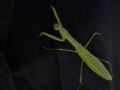 praying-mantis-8