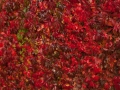 red leaves-12