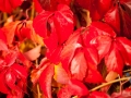 red leaves-5