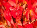 red leaves-6