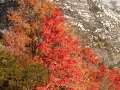 Snowy fall trees-2