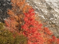 Snowy fall trees