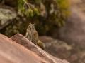 Squirrel (5)