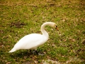 swan-2