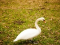 swan-3