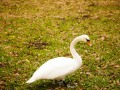 swan-3