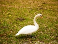 swan-5