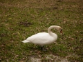 swan-6