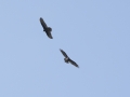 turkey vulture-5