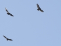 turkey vulture-6