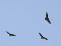 turkey vulture-7