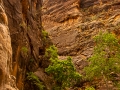 zions narrows-2600