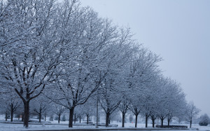 snow trees