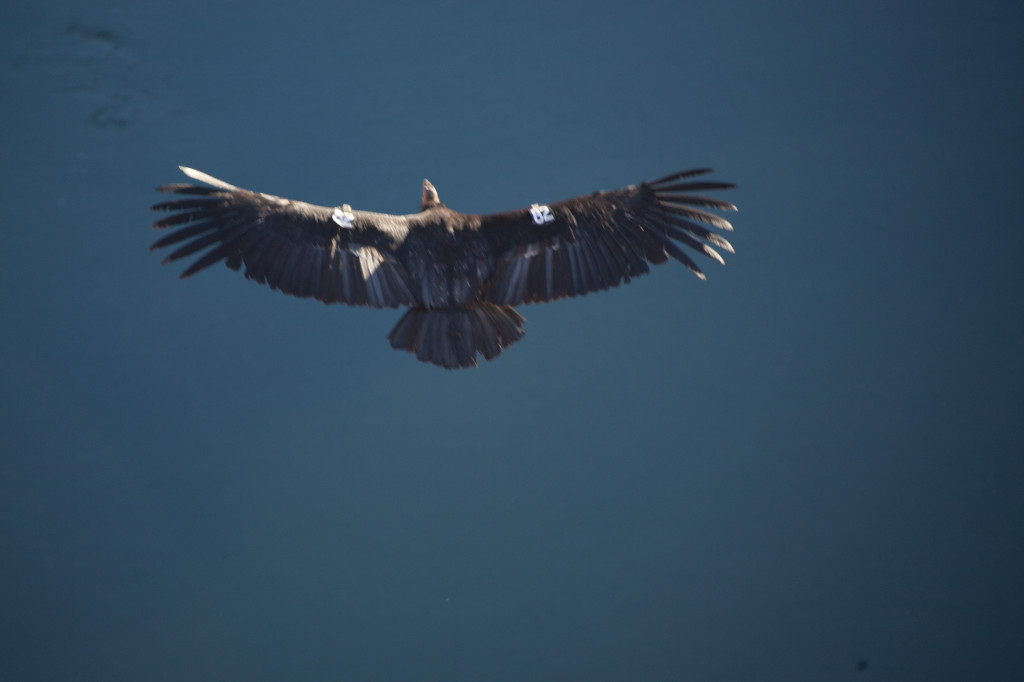 giant bird