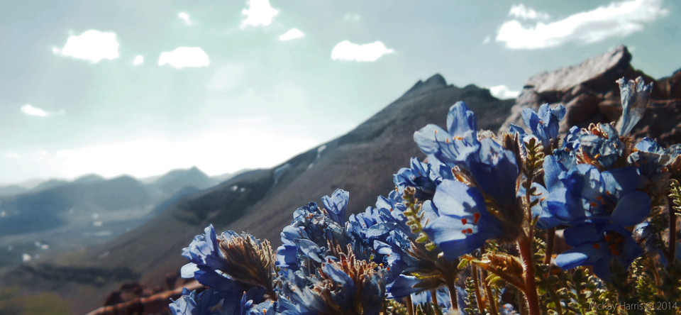 Flowers at the top