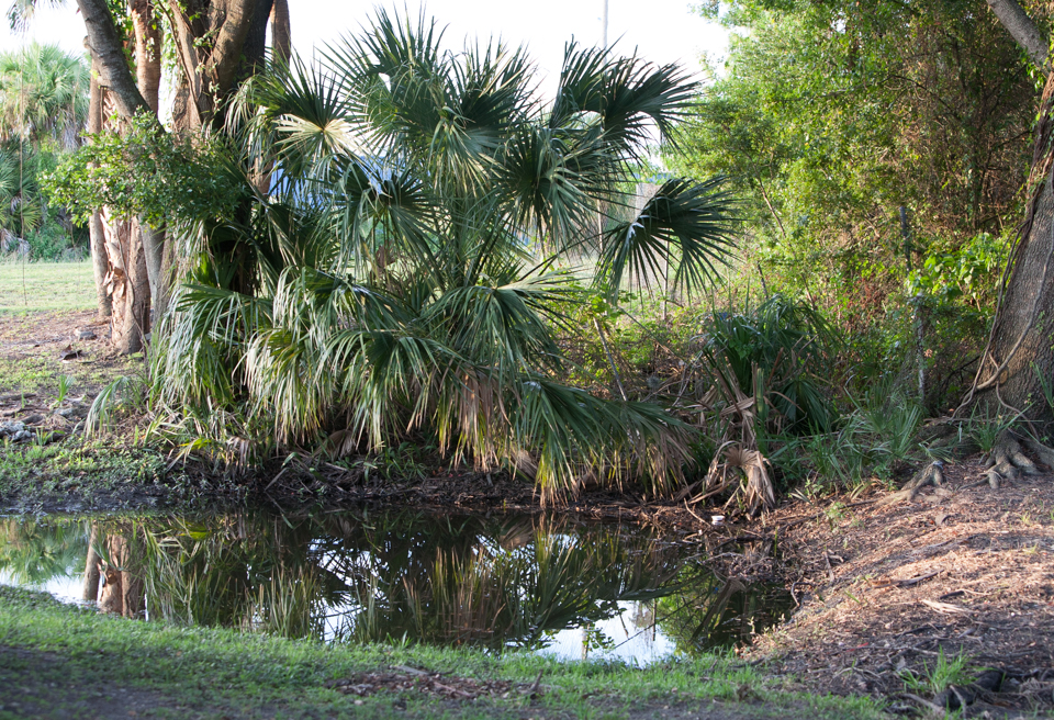 Palm Tree Reflection