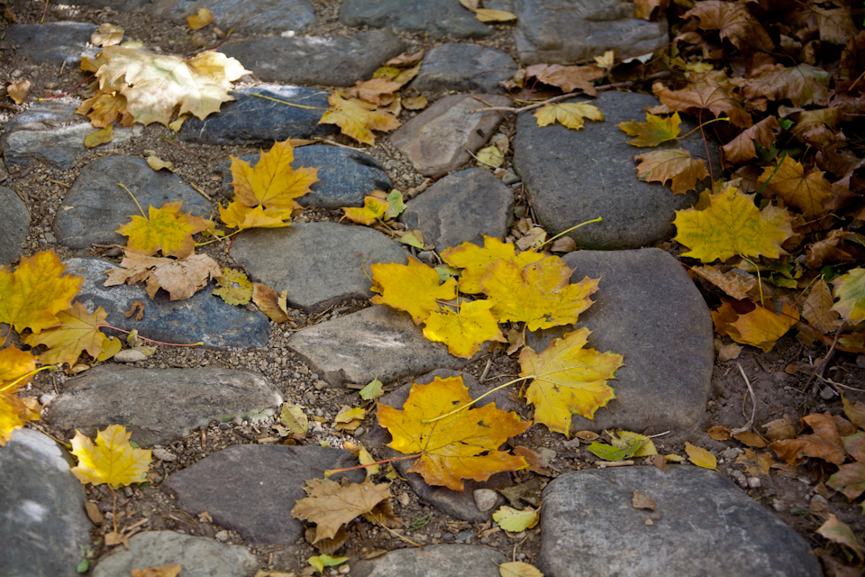 Fall Leaves