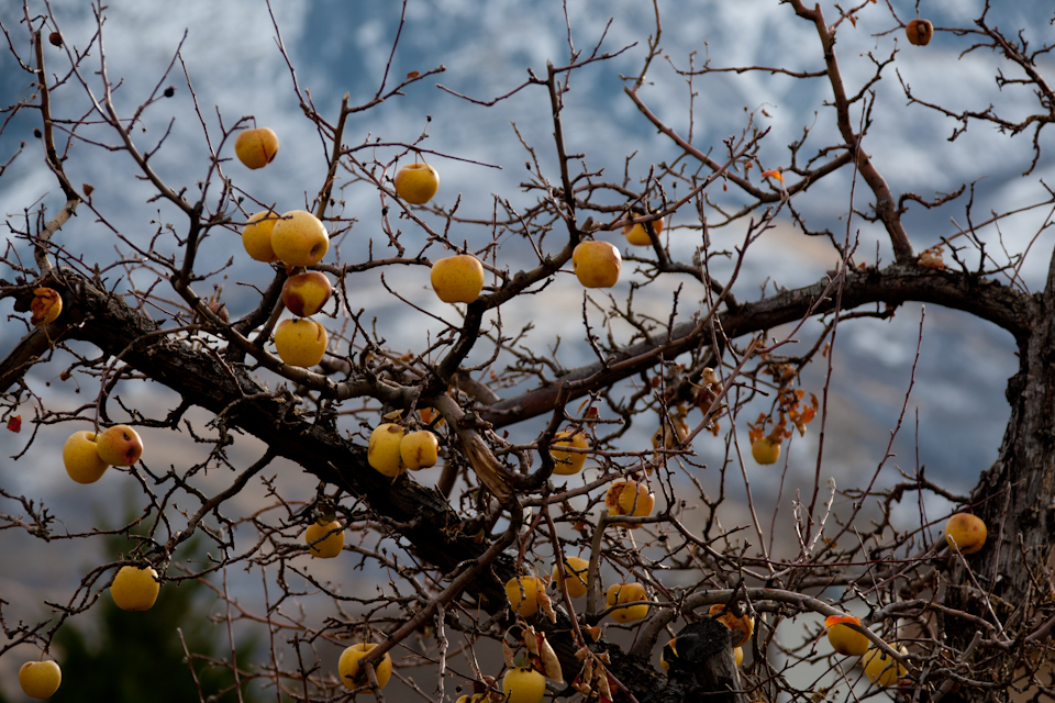 Apple Tree