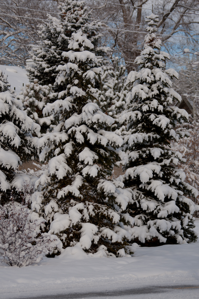 Snow covered pines