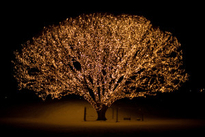 Lighted tree