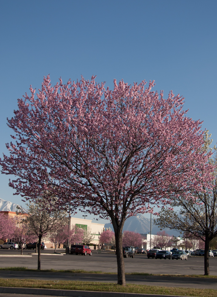 Blooming Tree