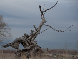 Dead Tree