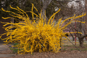 Forsythia