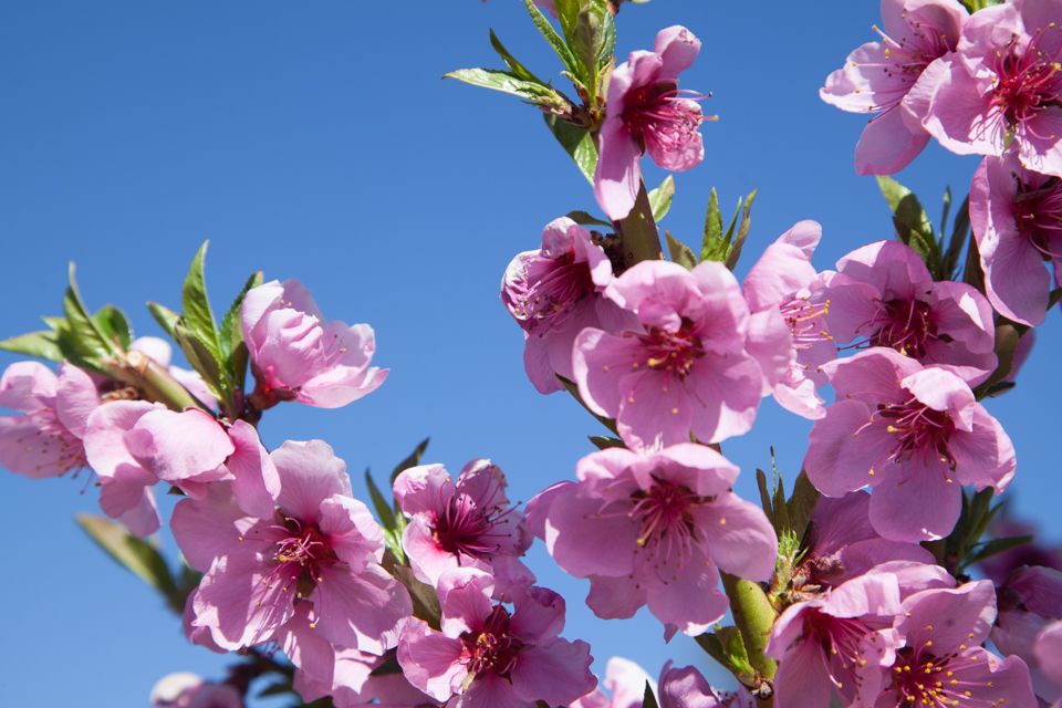 Peach Blossoms