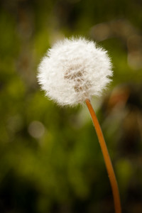 Dandelion