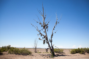 Shoe Tree