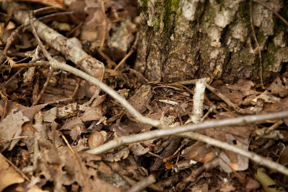 Forest Hike