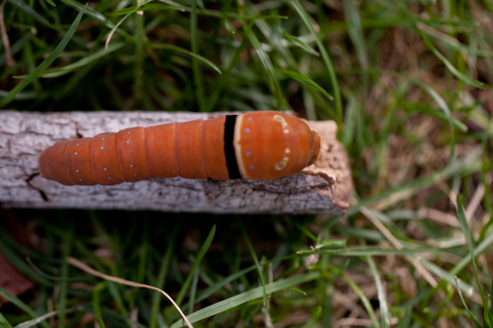 Caterpillar