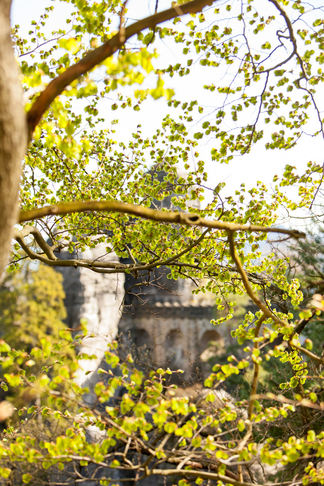 Branches and leaves