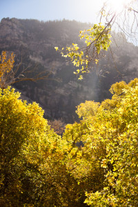 Lighted leaves