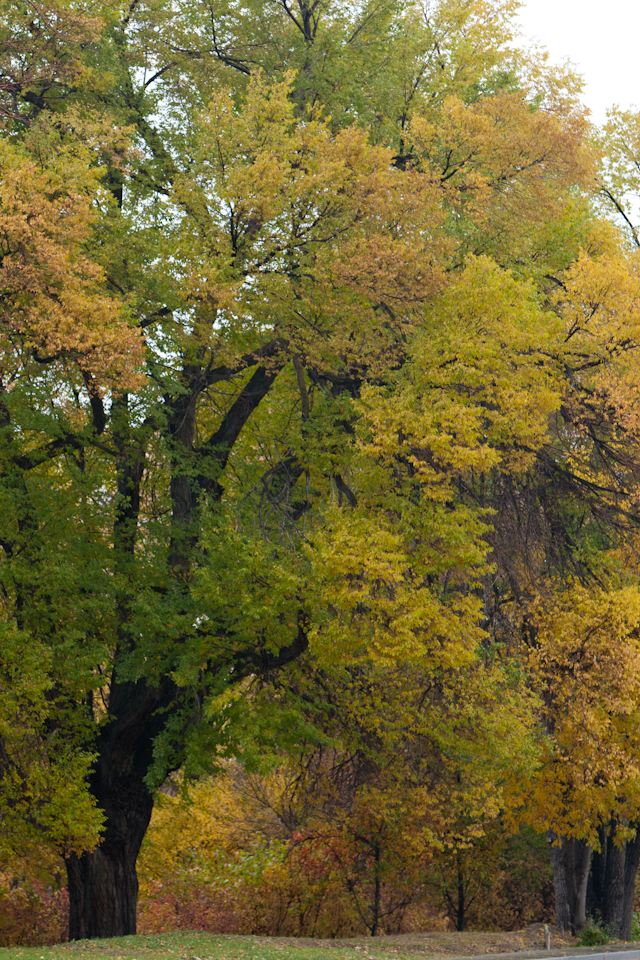 Trees after Rain