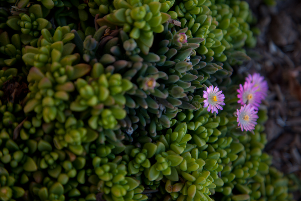 lone flower-2